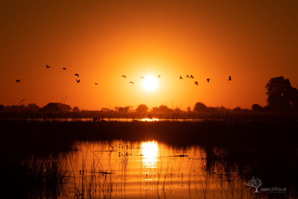 A flock of Geese flay across the sunset on the Chobe River in Botswana, Africa