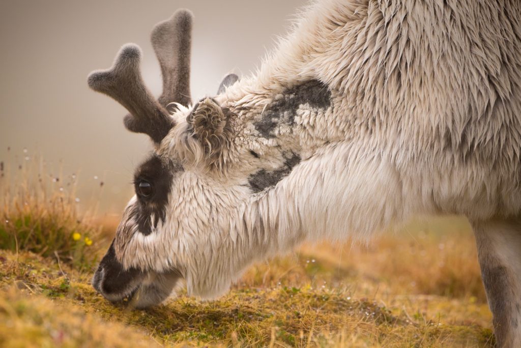 Reindeer  by Ron Clifford, a photographer based in Toronto, ON