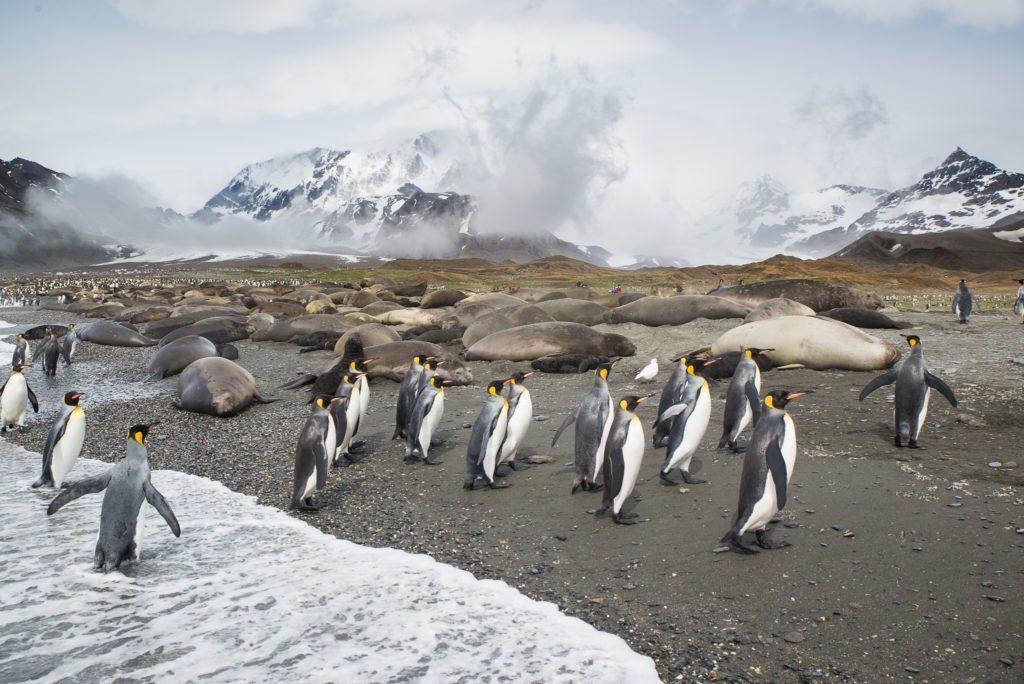 Penguins leaving the surf on the shores of south georgia island