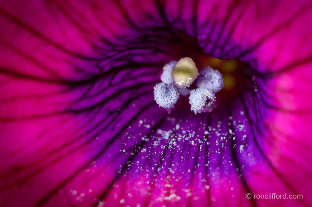 A close up of the heart of a petunia flower in purple and hot pink
