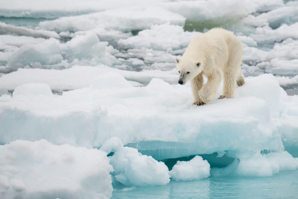 a young female polar bear is searching loose shore ice for her next meal