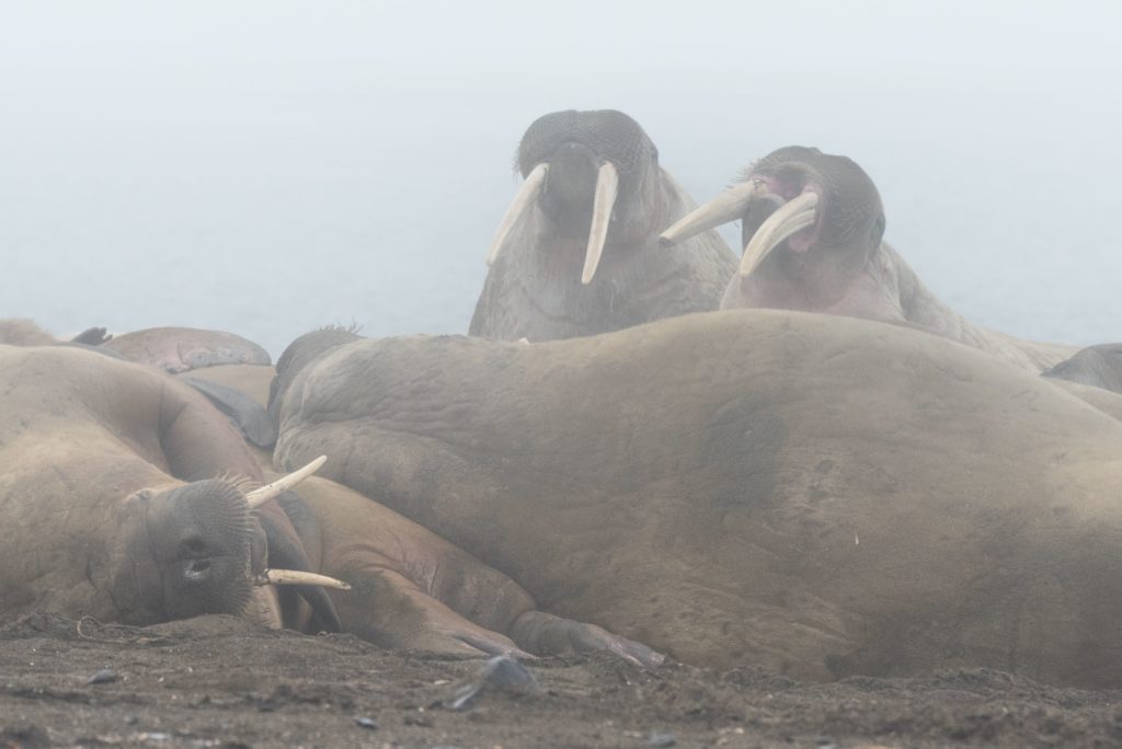 Walrus on Svalbard