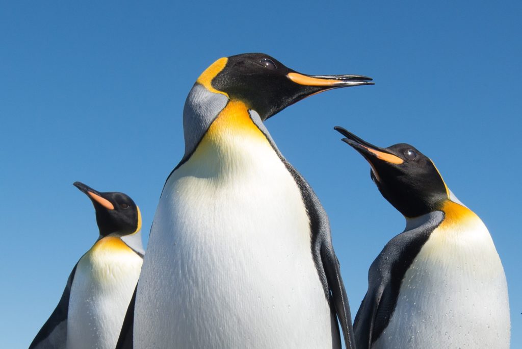King Penguins in the bright sun with a blue sky behind