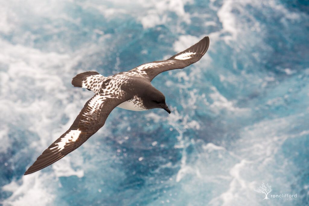 Cape Petrel soaring above the waves of the southern ocean