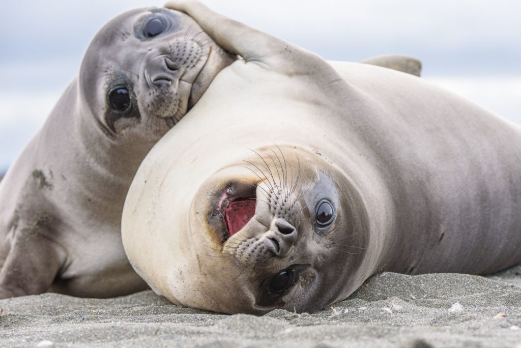 Photograph of Baby elephant Seals at St. Andrews by Ron Clifford