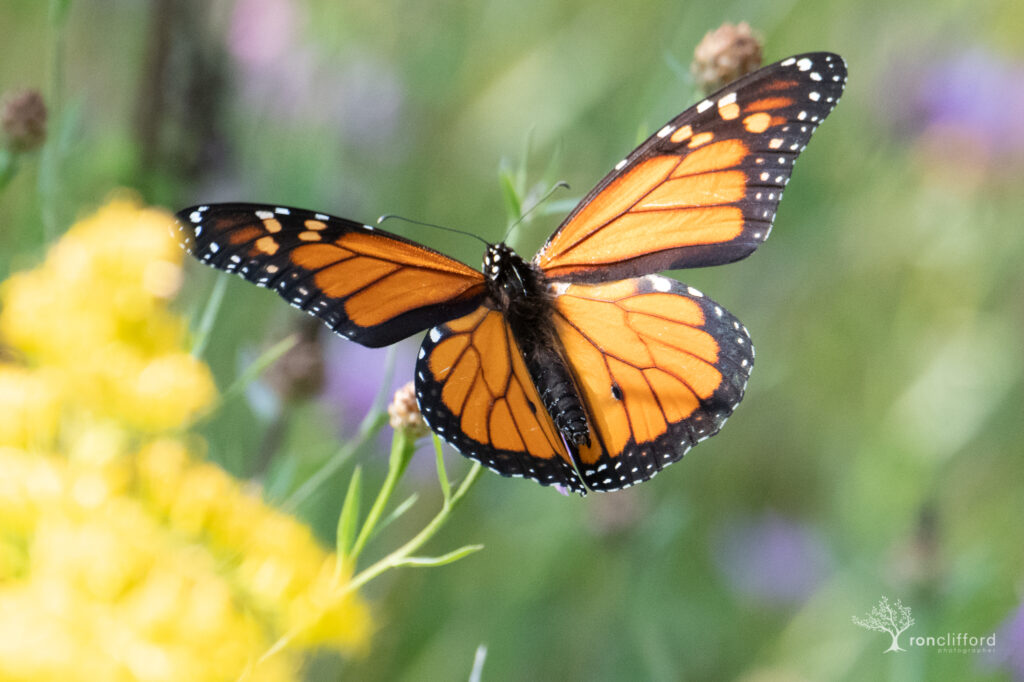 Close up of a Monarch Butterfly with yellow and violet flowers in the background