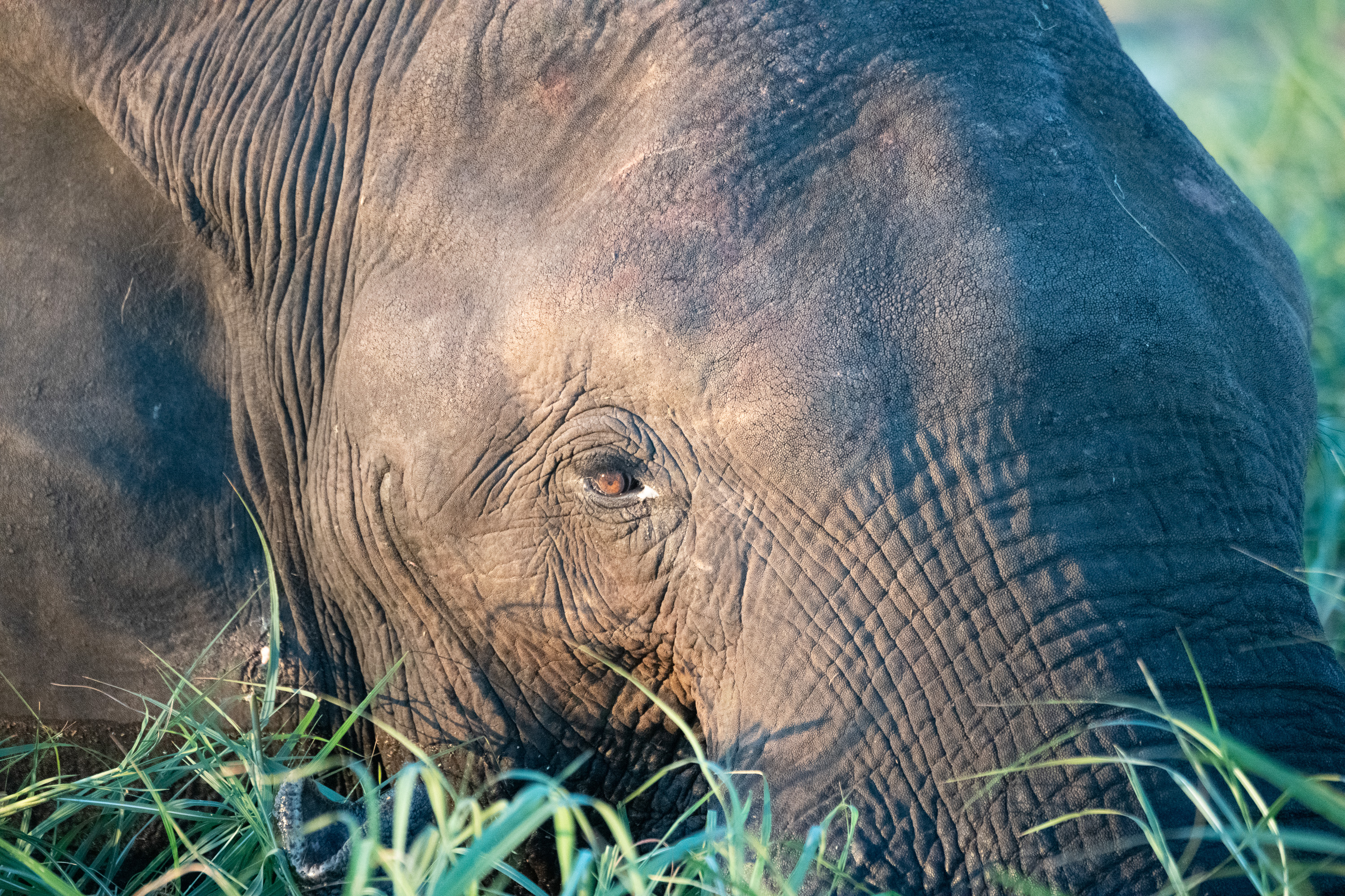 African Elephant in the grass