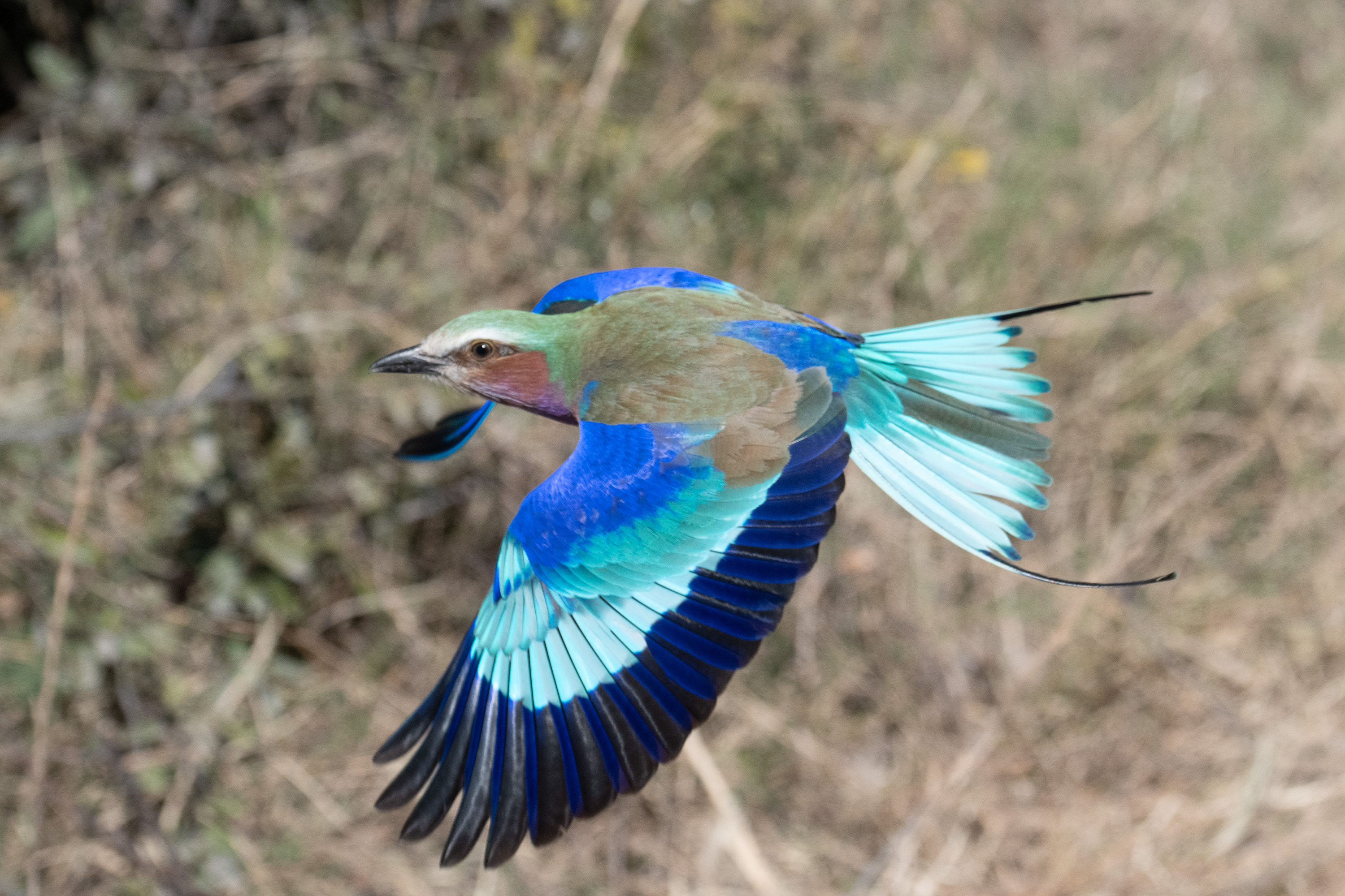 Lilac Breasted Roller in Flight