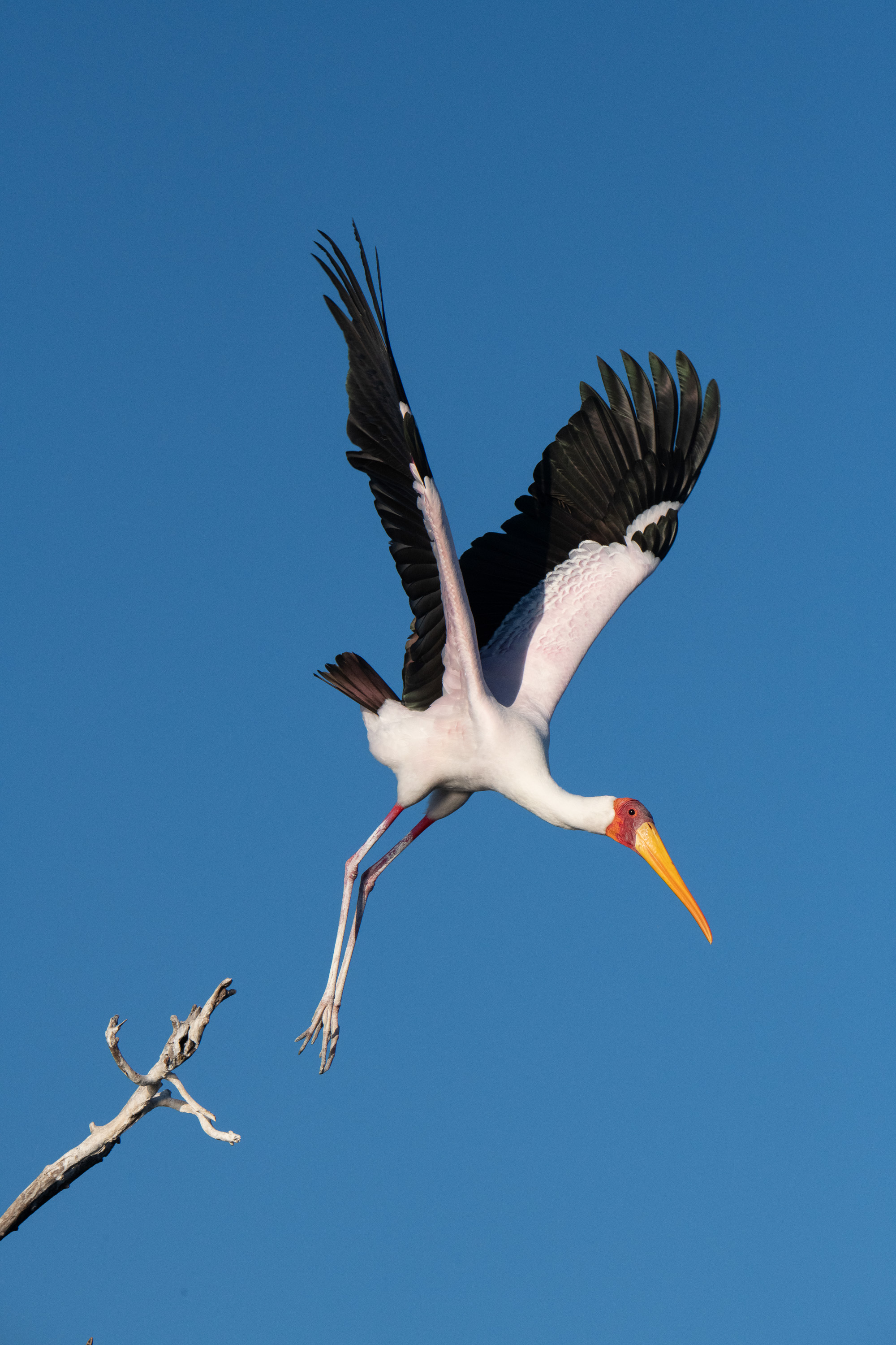 Yellow Billed Stork takes off
