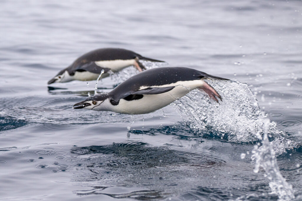 Porpoising Chinstrap Penguins by Ron Clifford