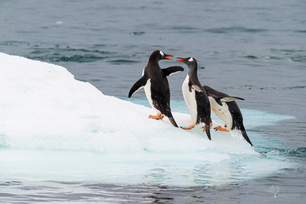 Three Gentoo Penguins on Ice
