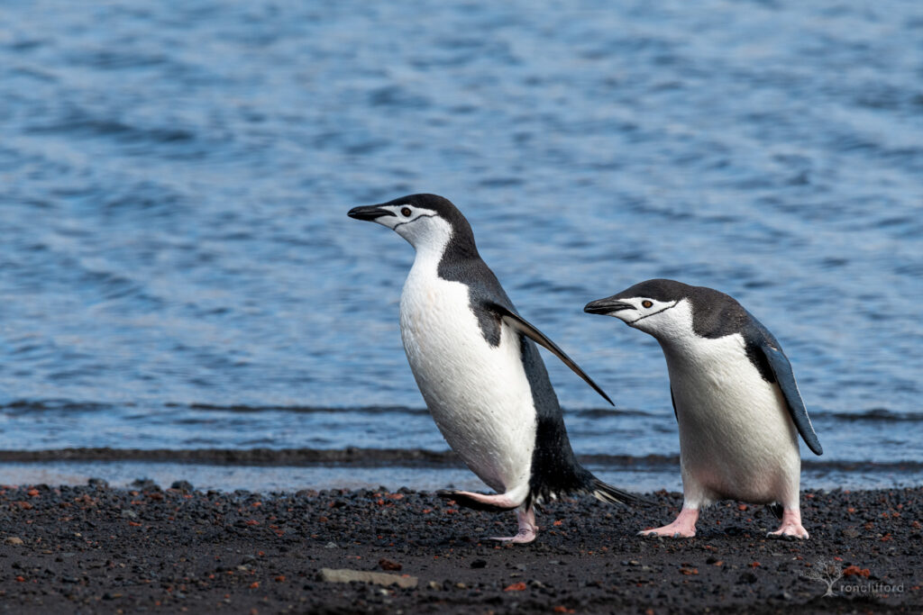 2 King penguins walk along the volcanic sand shore of deception island