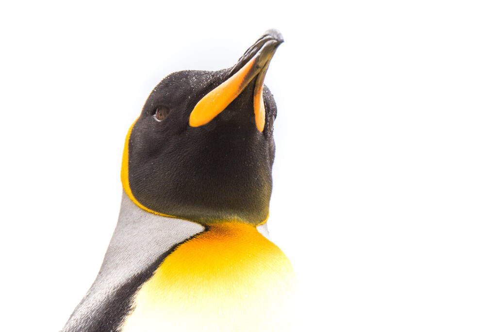 A stately king penguin portrait on a white background