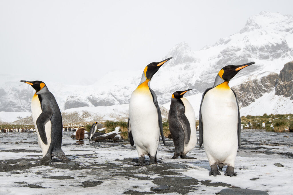 King Penguins with snowy mountains