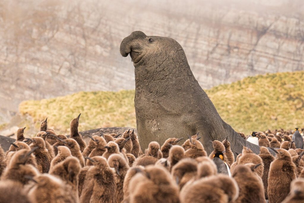 An Elephant Seal raises its head and torso above a colony of king penguin chicks