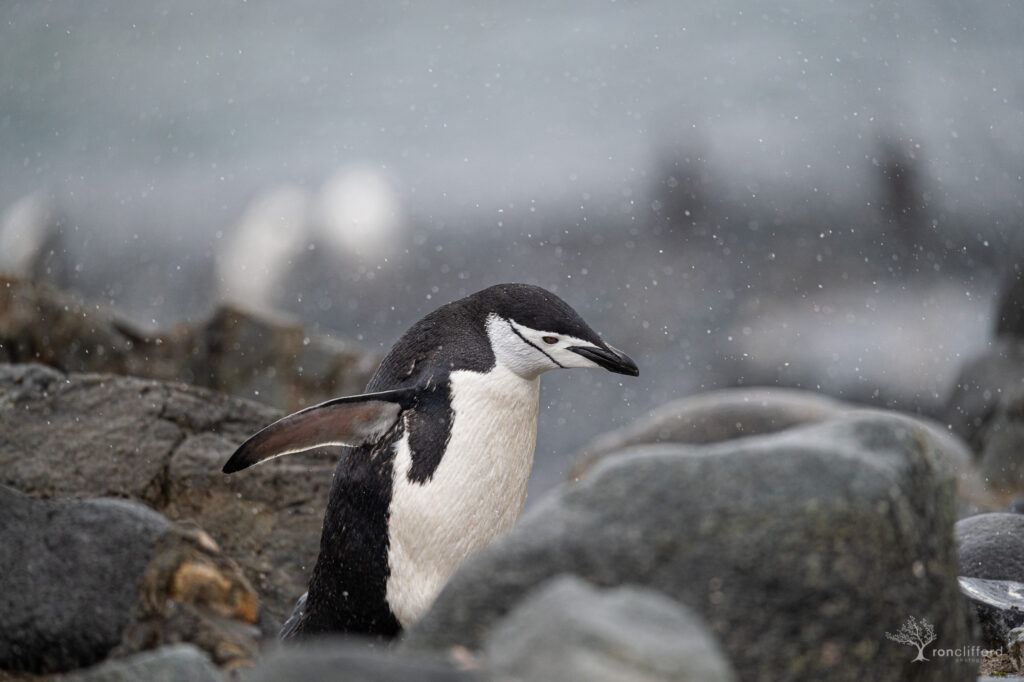 A chinstrap penguin walks through the snow and rocks of halfmoon island