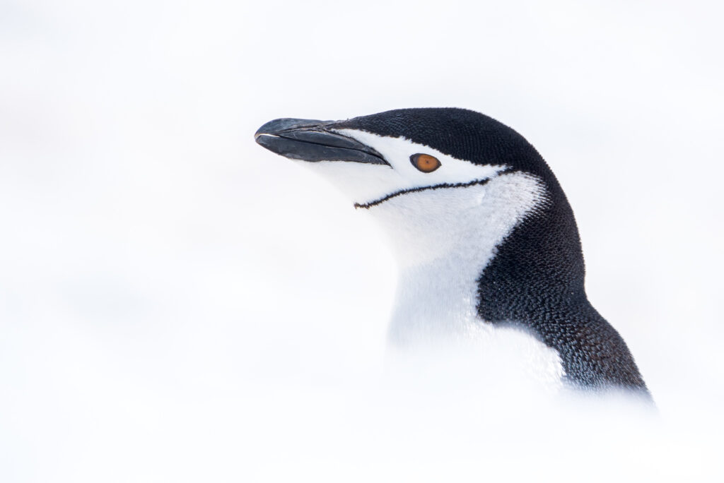 a side profile of.a Chinstrap Penguin