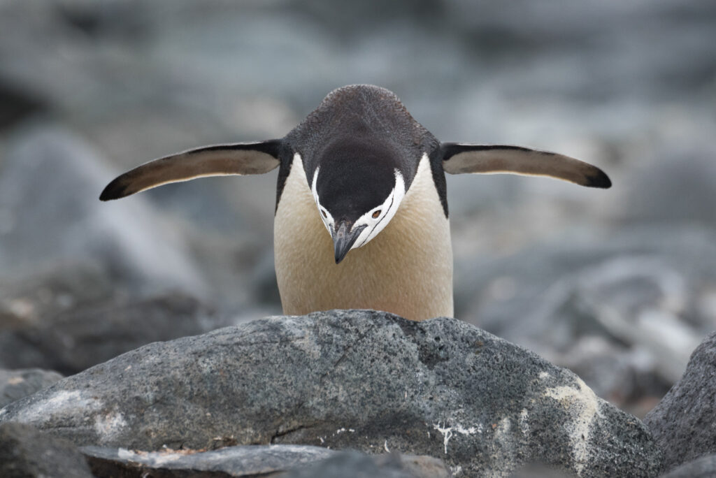 A chinstrap penguin walking toward the camera