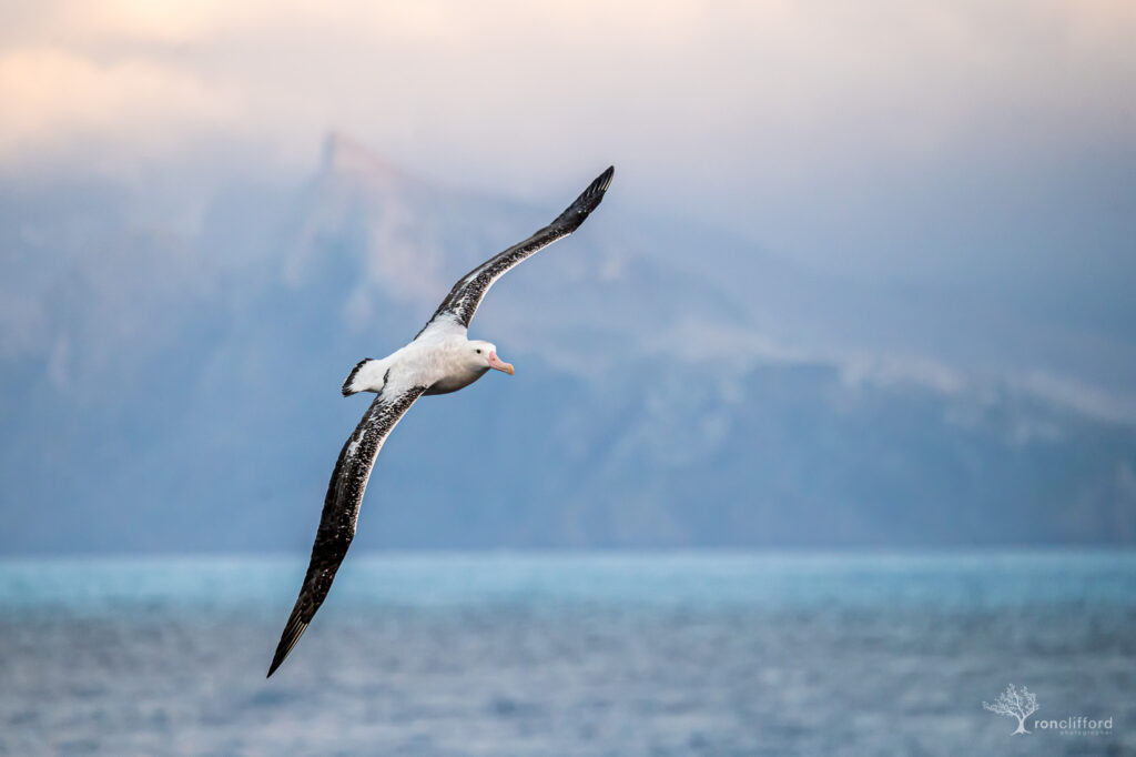 Wandering Albatross in flight over the southern ocean  by ron_clifford
