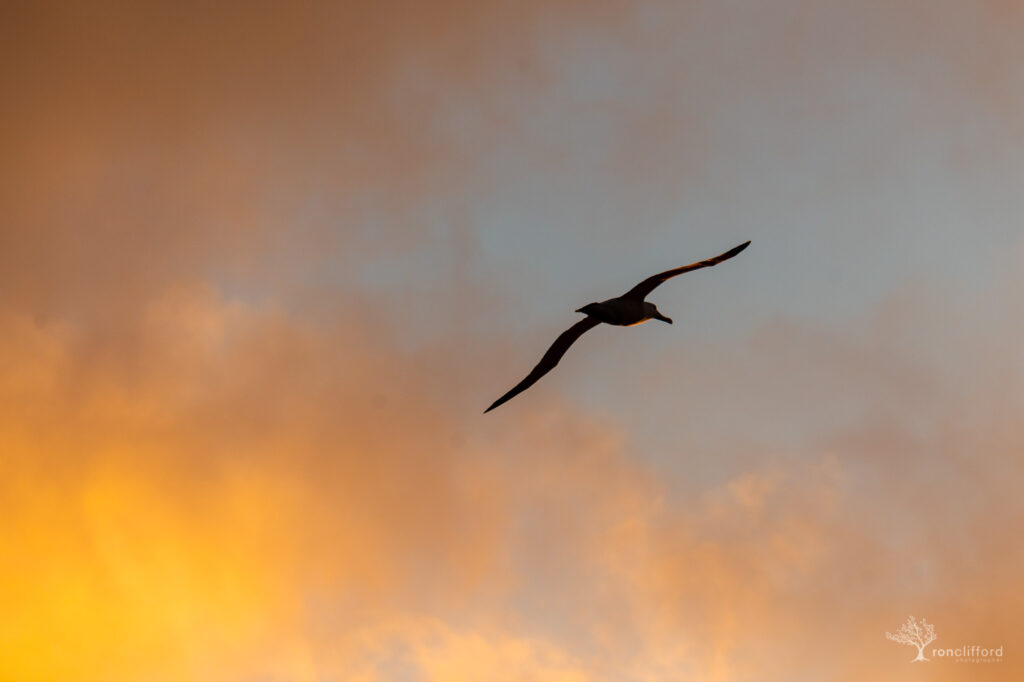 Silhouette of a Wandering Albatross
