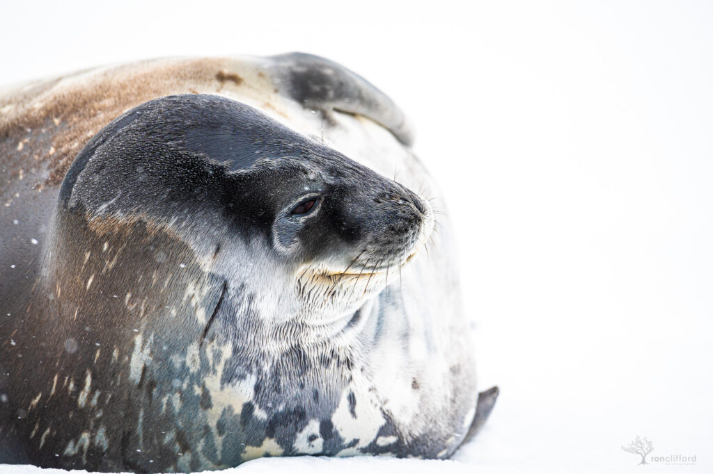 a Weddell Seal raises it's head from the snow