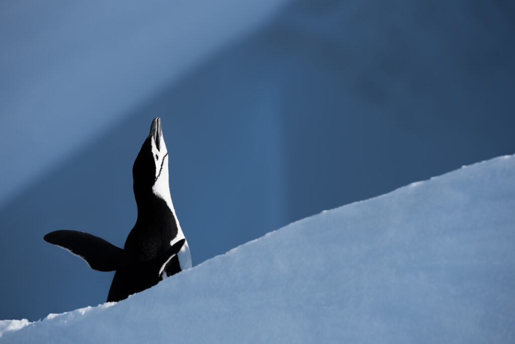 A Chinstrap Penguin Calling for it's mate with its head and neck stretched skyward