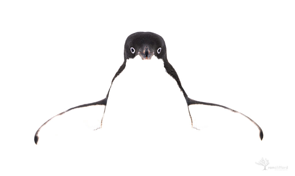 Chinstrap Penguin High Key by Ron Clifford