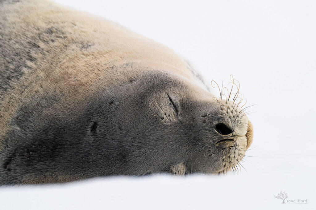 A sleeping Weddell Seal by photographer Ron clifford