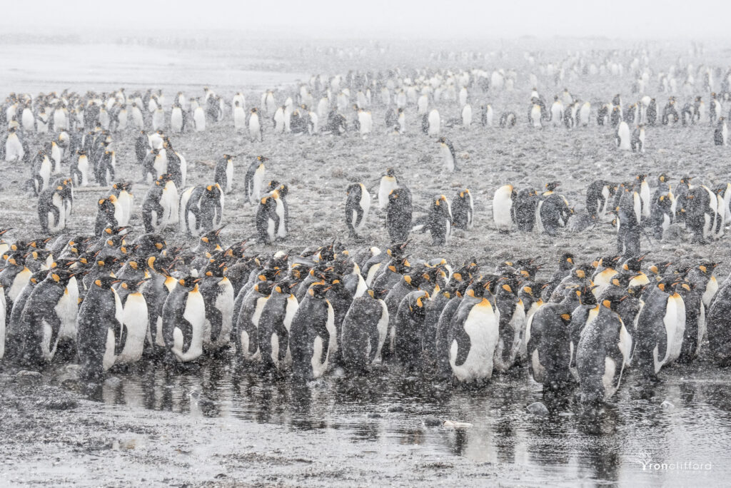 King Penguins huddled together on the rocky beach during a snow squall