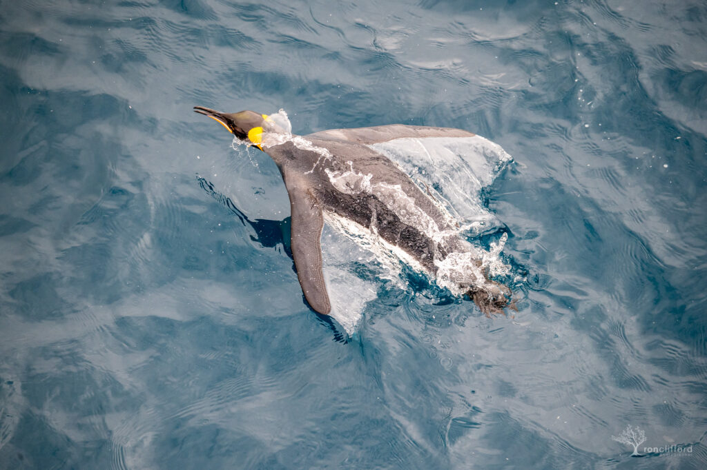A King Penguin launches through the air as it swims through the water