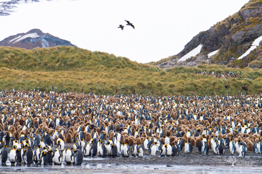 Two Antarctic skua fly over a king penguin colony on South Georgia Island