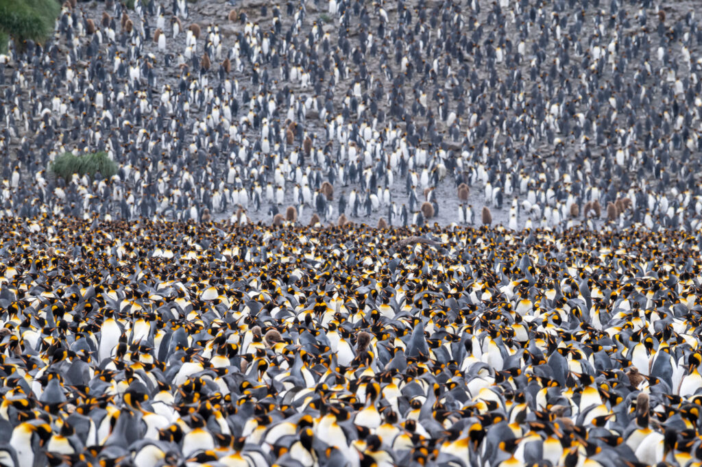 thousands of King Penguins at Salisbury Plain on South Georgia Island