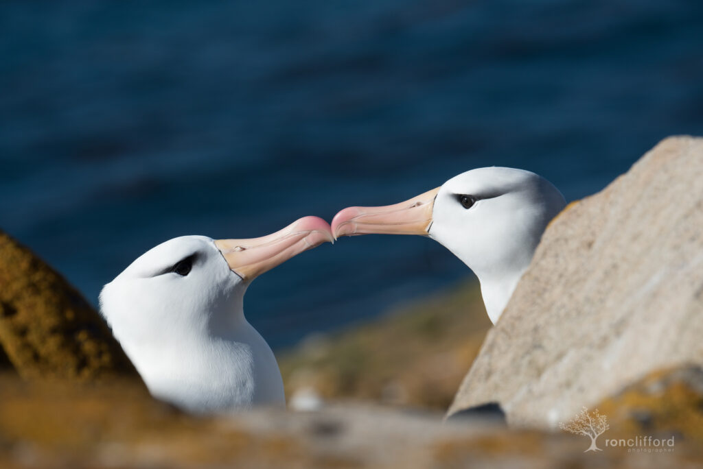 Two Black Browed Albatross touching beaks in a mating ritual