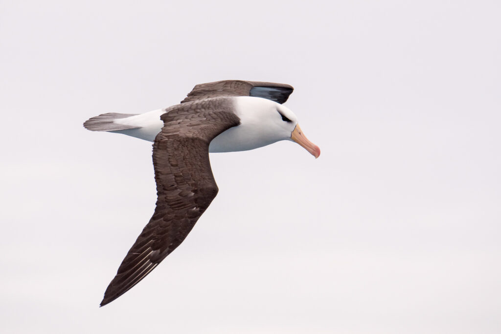A Black Browed Albatross flys across a grey sky