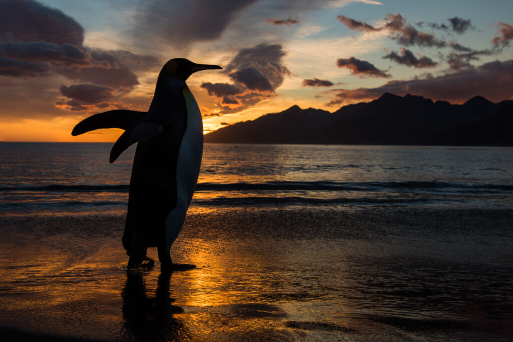 A King Penguin is Silhouetted against a dramatic orange sunrise
