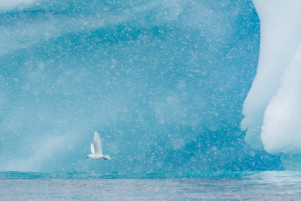 An Ivory Gull flys across the front of a snowy blue icebeg