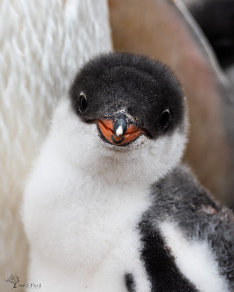 A Fuzzy Baby Penguin Chick