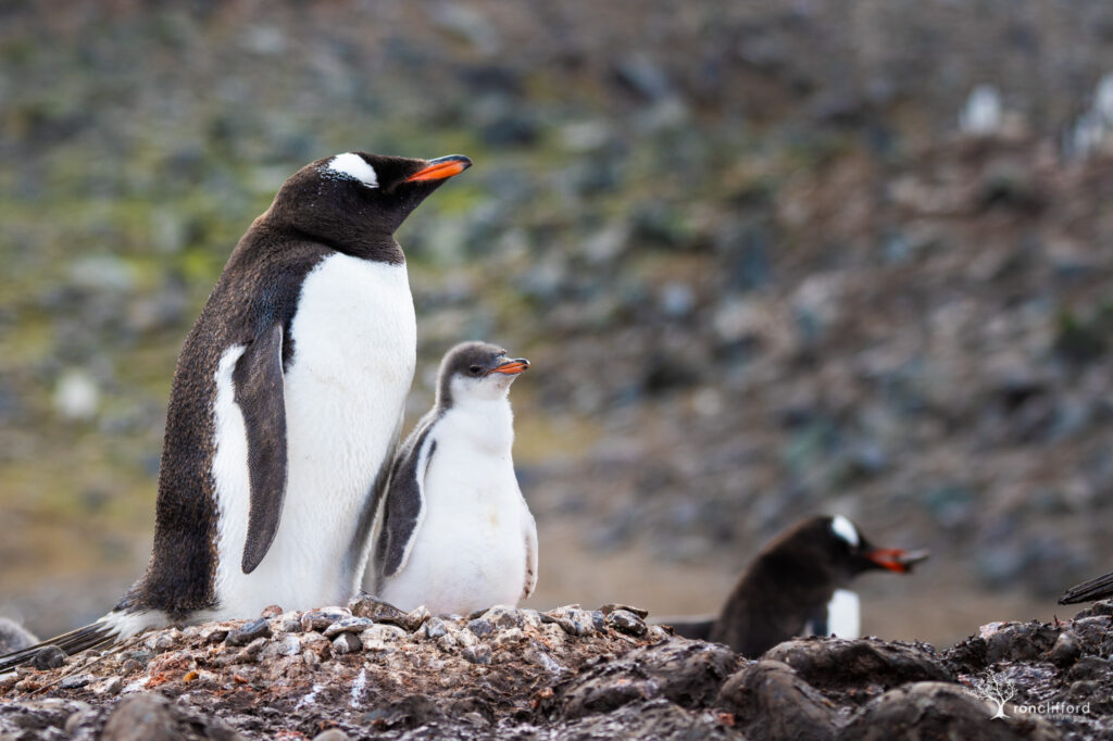 A mid sized penguin chick standing in the rocky nest with it's parent
