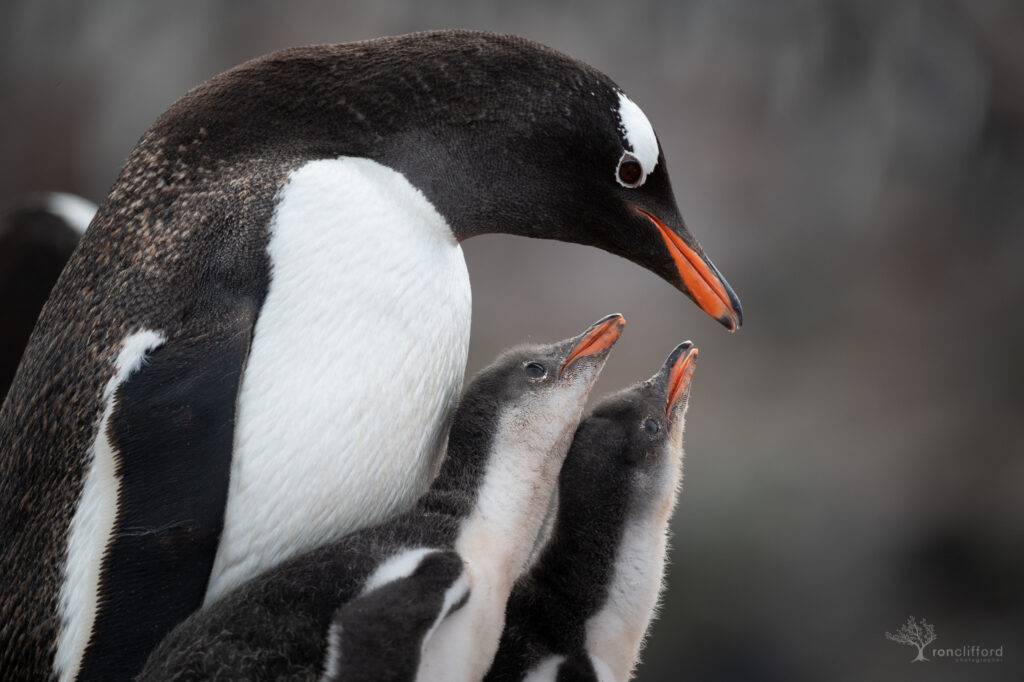 Two baby Gentoo Penguins stretching to reach moms beak