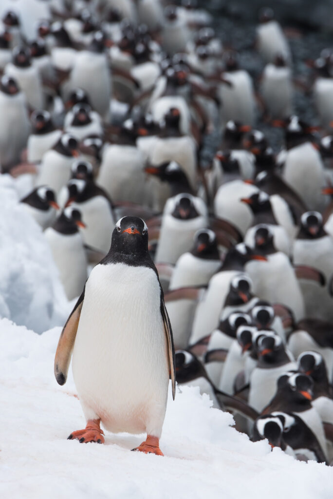 A single Penguin stands in front of a whole cluster of penguins behind