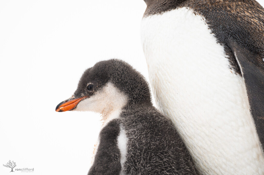 A baby penguin chick nestled into the belly of the parent
